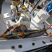 2024 Day 2 - Hatteras Village Offshore Open